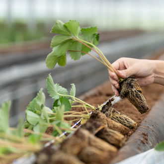 就農トライアル