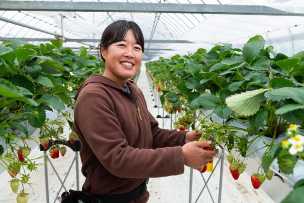 大好きないちごの栽培に日々奮闘中