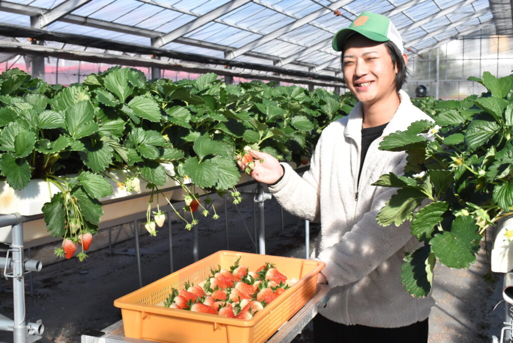 美味しいイチゴを作る